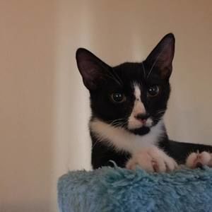 Meet your Posher, Judy